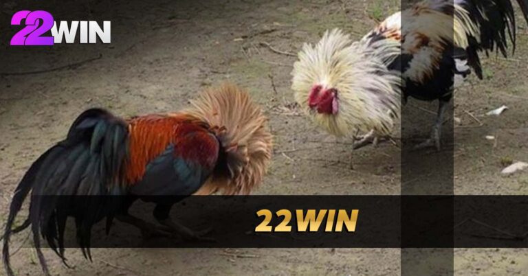 22Win Sabong Review – Live Stream in the Philippines