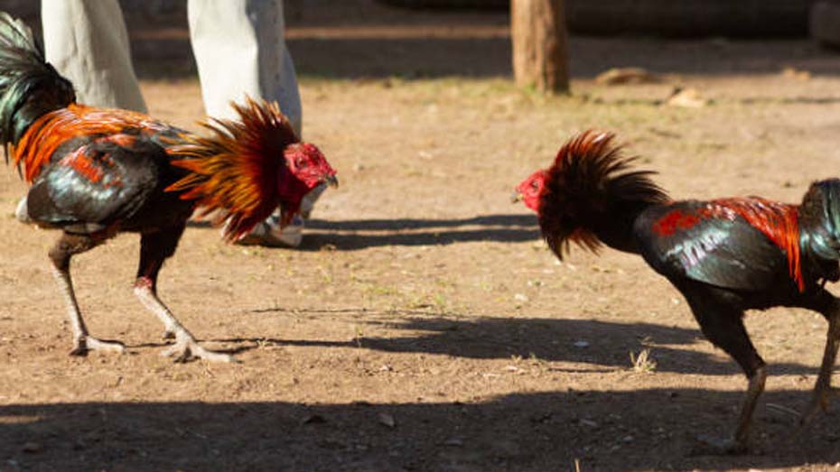 cockfighting “sabong” in the philippines