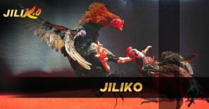jiliko sabong