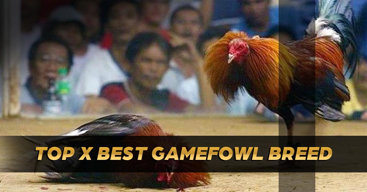 Top 10 Best Gamefowl Breed For Cockfighting