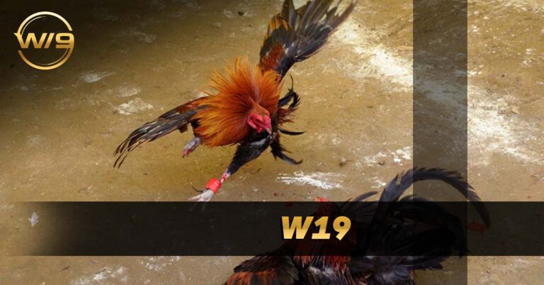 W19 Sabong Review – Live Stream in the Philippines