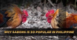 why sabong is so popular